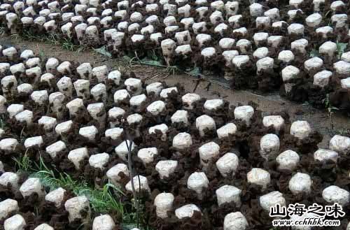 海山之味特产网,中国特产,东北地区特产,黑龙江省特产,哈尔滨市特产,尚志市特产,尚志黑木耳