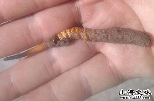 山海之味特产网,世界特产,中国特产,冬虫夏草