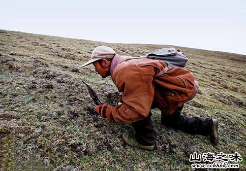 山海之味特产网,世界特产,中国特产,冬虫夏草