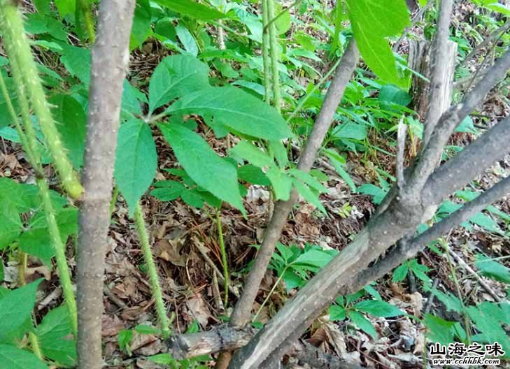 木兰刺五加