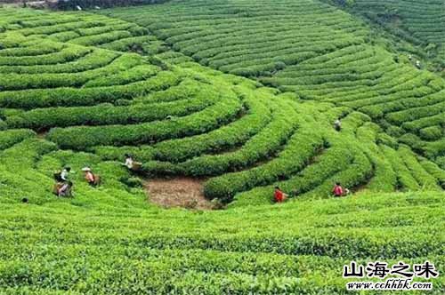 开州龙珠茶