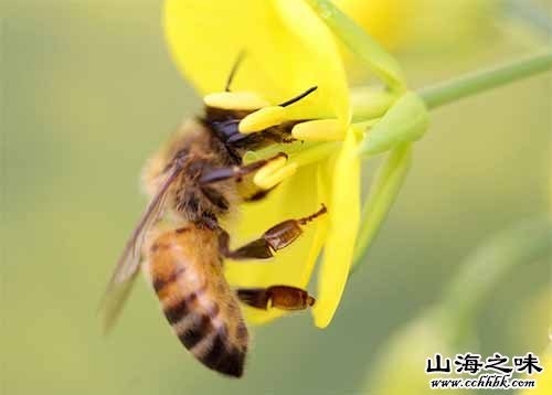 黄安坝野生蜂蜜