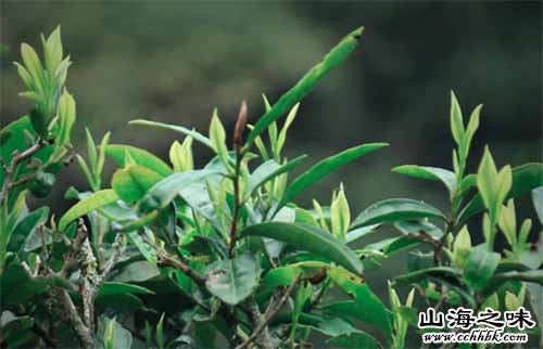 金竹峰单丛茶－韶关