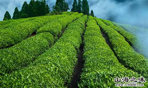 新津徐公茶－成都