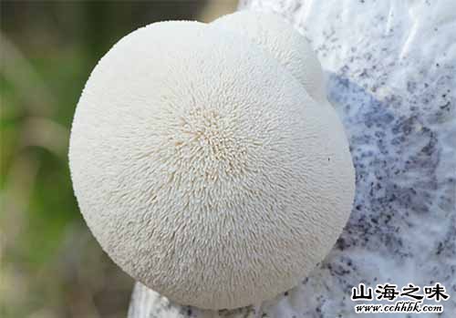 宝清猴头菇－黑龙江双鸭山