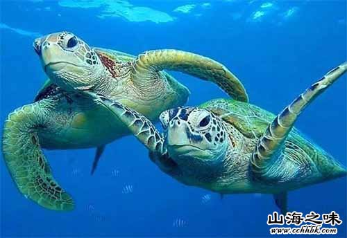 比卡尔绿海龟－马绍尔群岛
