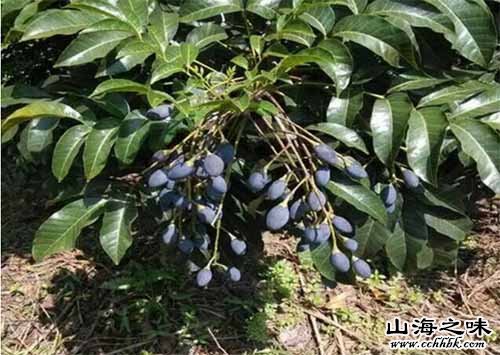 龙华占符黑橄榄－海南海口