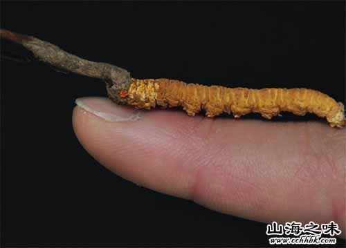 贵南虫草－青海海南藏族自治州