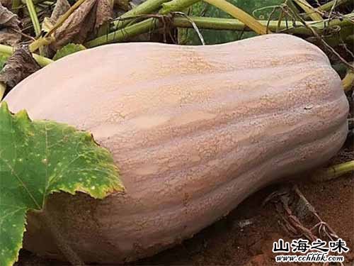 隆安密本南瓜－广西南宁