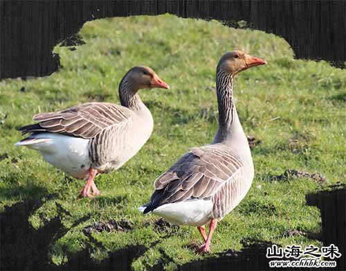 五河申集雁鹅－安徽蚌埠