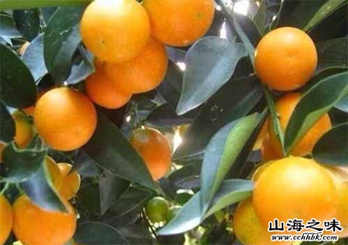 北仑金柑－浙江宁波市
