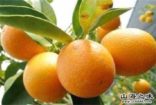 北仑金柑－浙江宁波市