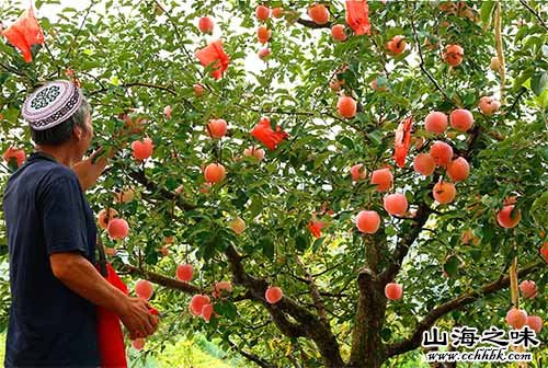 阿克苏苹果－新疆阿克苏地区