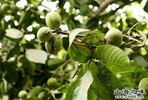 温宿核桃－新疆阿克苏地区