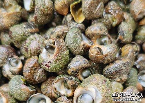 临高牛眼螺－海南省临高县