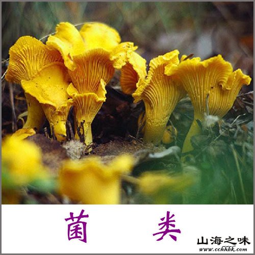 菌类类特产