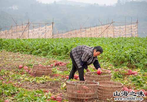 山海之味特产网,中国特产,西南地区特产,重庆市特产,合川区特产,青草坝萝卜