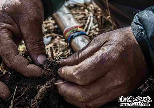 海山之味特产网,中国特产,四川省特产,甘孜藏族自治州特产,理塘县特产,理塘冬虫夏草,冬虫夏草