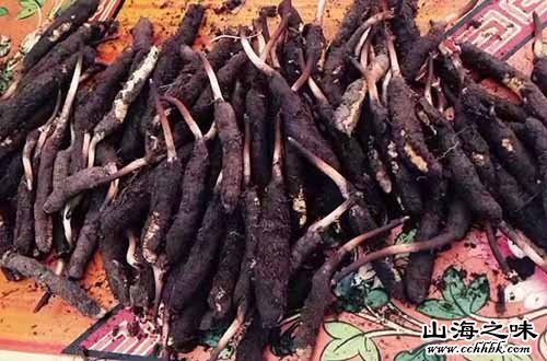 山海之味特产网,世界特产,中国特产,冬虫夏草
