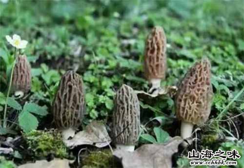 山海之味特产网,世界特产,中国特产,羊肚菌