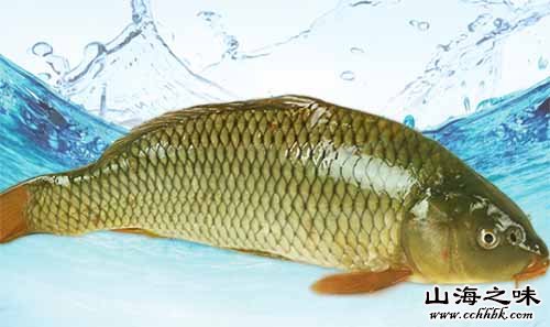 托县炖鱼－黄河鲤鱼