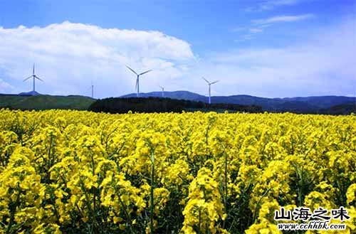 青森油菜