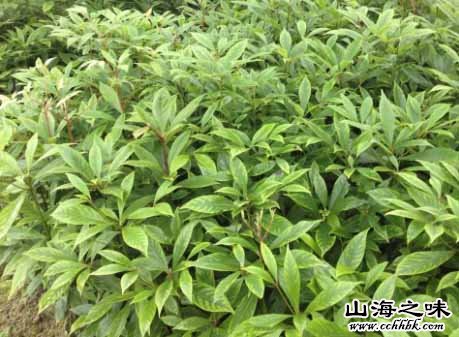 拜泉县苗木