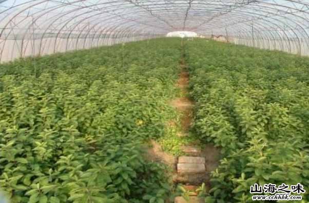 拜泉县苗木