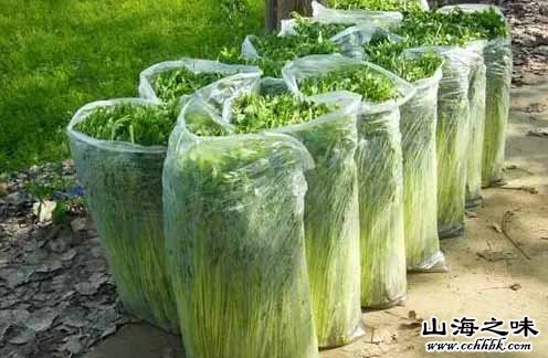 马集大圣水芹