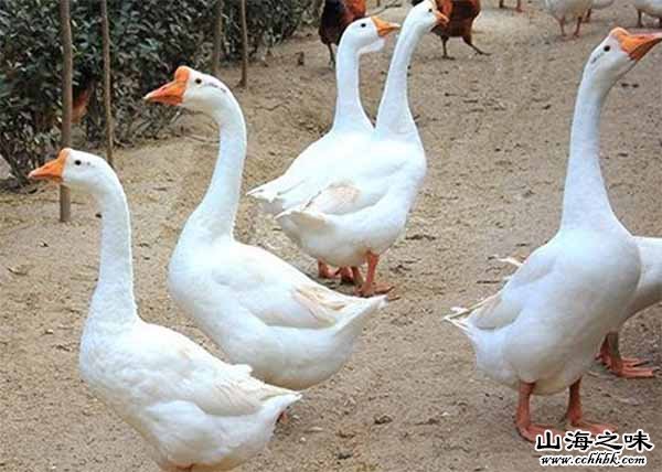 东山老鹅