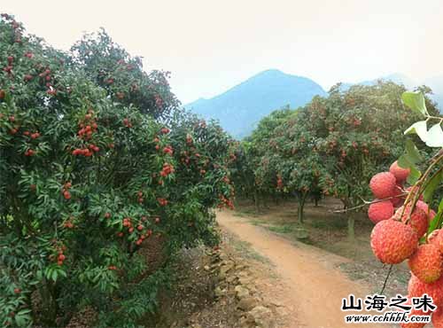 从化钱岗糯米糍荔枝