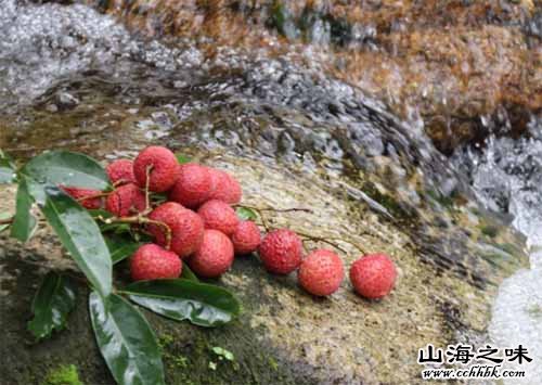 从化双壳槐枝荔枝