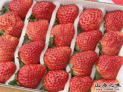 栃木草莓