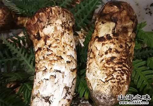 红岗松茸