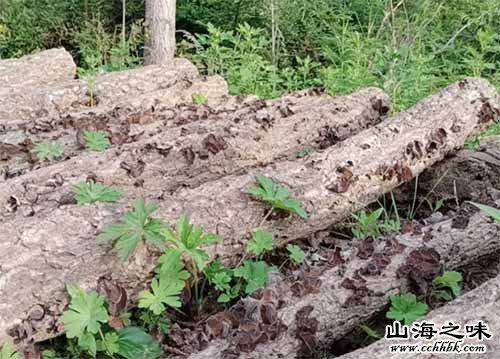 秦岭黑木耳