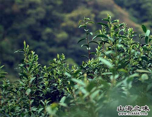 浙江龙井茶