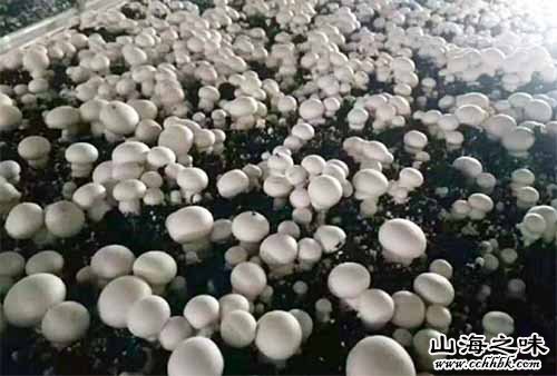 槐荫蘑菇－济南