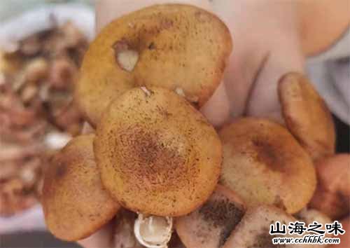宝清榛蘑－黑龙江双鸭山