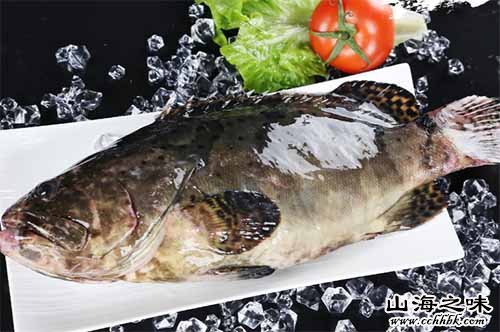 九龙城石斑鱼－香港九龙半岛