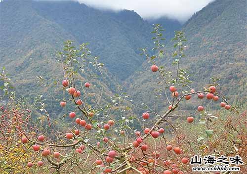 淳化苹果－陕西咸阳