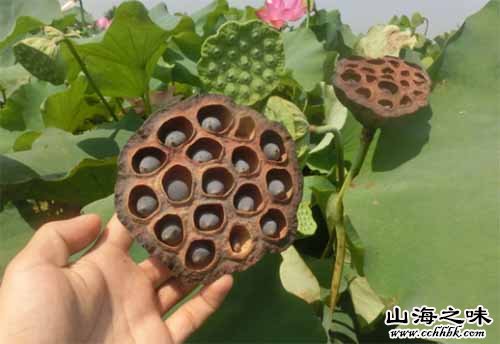 黄陂六指北湖莲籽－湖北武汉