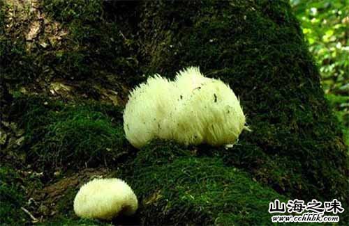 昌邑猴头菇－吉林省吉林市