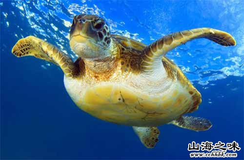 比卡尔绿海龟－马绍尔群岛
