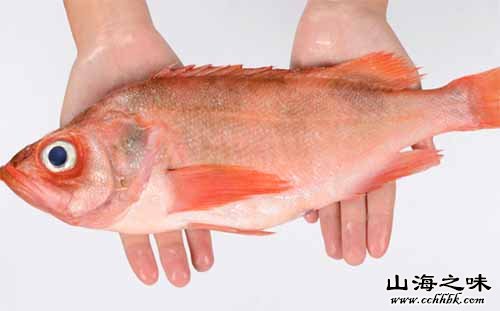 西贡石斑鱼－香港新界