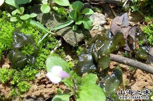 新荣地皮菜－山西大同