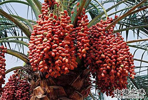 盖尔达耶椰枣－阿尔及利亚