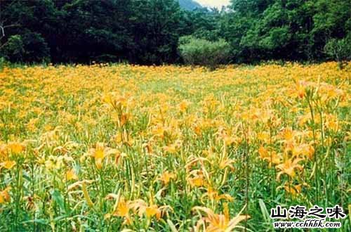 平城大同黄花－山西大同