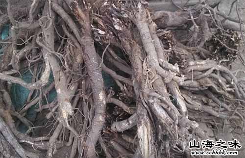 铁力黄芪-黑龙江伊春