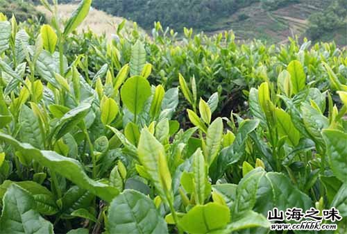 阳新茶叶－湖北黄石