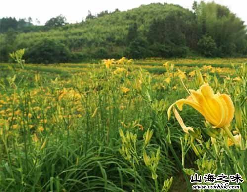 云州黄花－山西大同